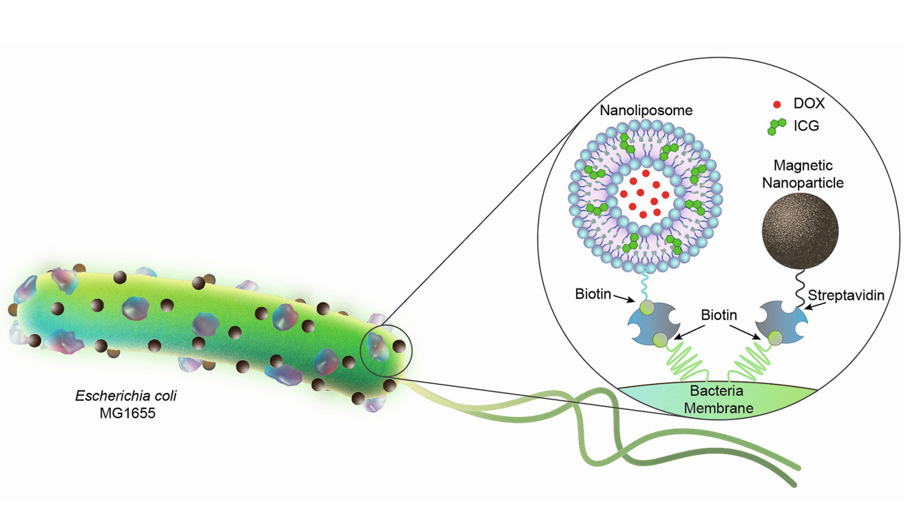 Biohybride Mikroroboter auf Bakterienbasis zur Krebsbekämpfung