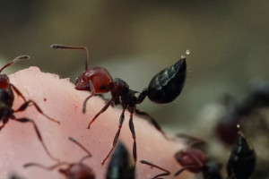 Ameisen benutzen ihre Säure nicht zum Reflow-Löten, sondern zur Abwehr selbst übermächtiger Gegner