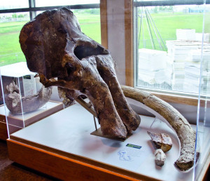 Mammutschädel und Stoßzahn im ‚Museum of the Rockies‘ in Bozeman (Montana)